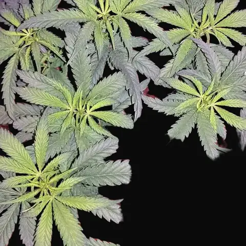 Phatt Fruity