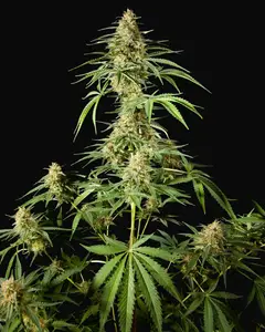 Philo Skunk