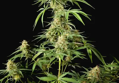 Philo Skunk