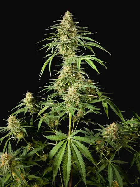 Philo Skunk