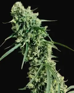 Phu Phan Tiger Tail Regular