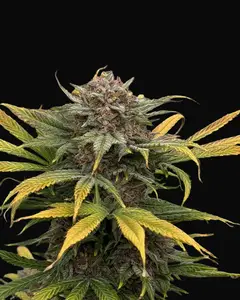 Piggzy Stixx Auto