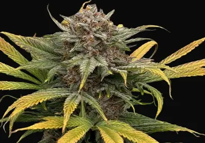 Piggzy Stixx Auto