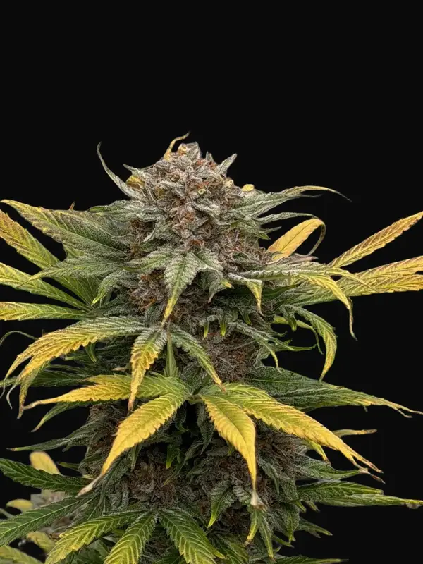 Piggzy Stixx Auto