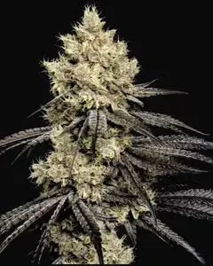 Pillows R1