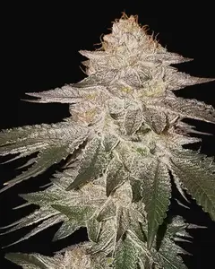Pina RBX2 Auto