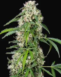 Pineapple Automatic