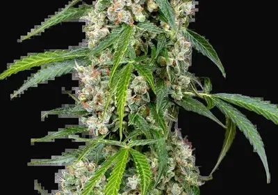 Pineapple Automatic
