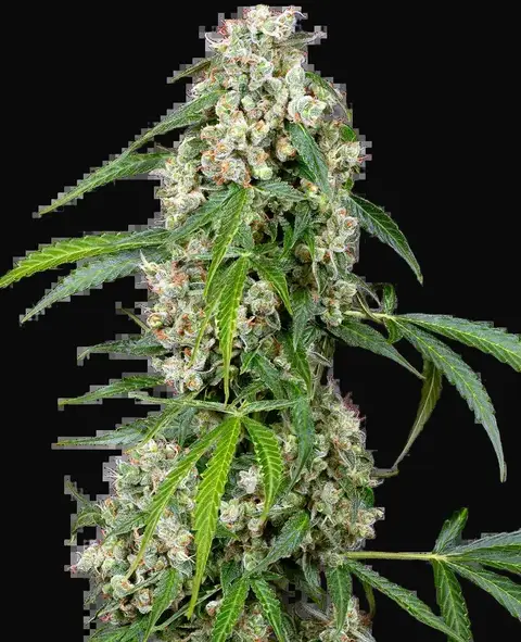 Pineapple Automatic