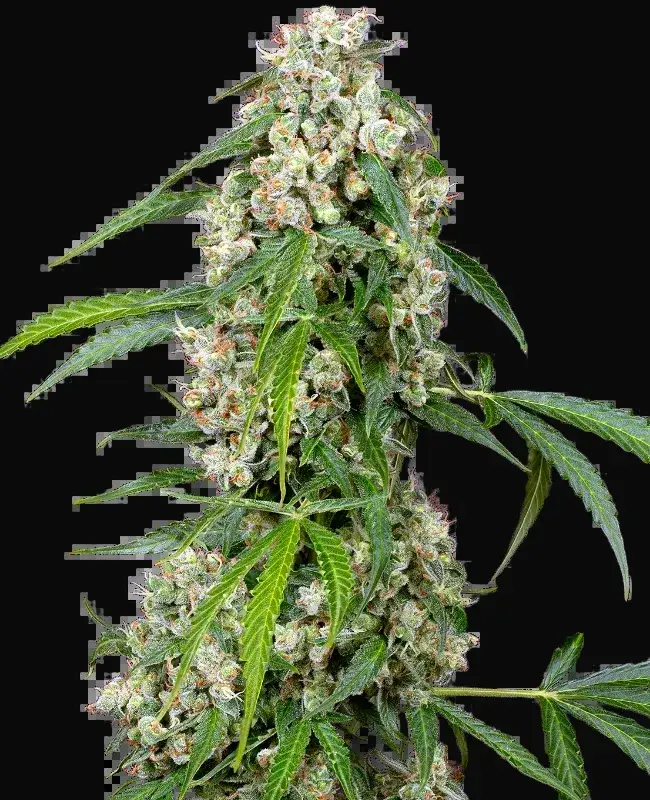 Pineapple Automatic