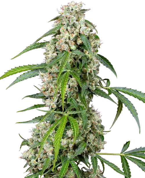 Pineapple Automatic
