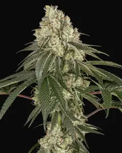 Pineapple Blossom Feminized