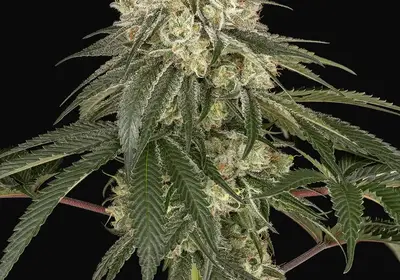 Pineapple Blossom Feminized