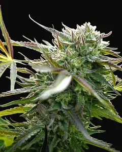 Pineapple Chem Auto