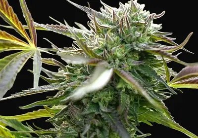 Pineapple Chem Auto