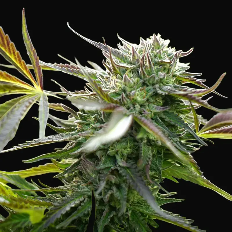 Pineapple Chem Auto