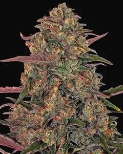 Pineapple Chunk