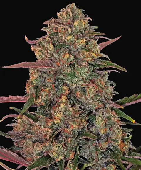 Pineapple Chunk