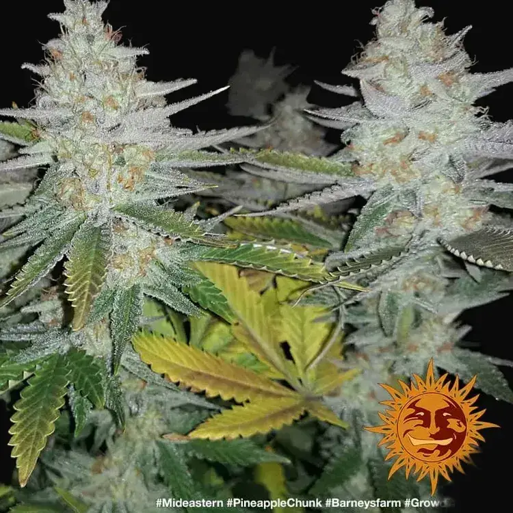 Pineapple Chunk — zdjęcie 5
