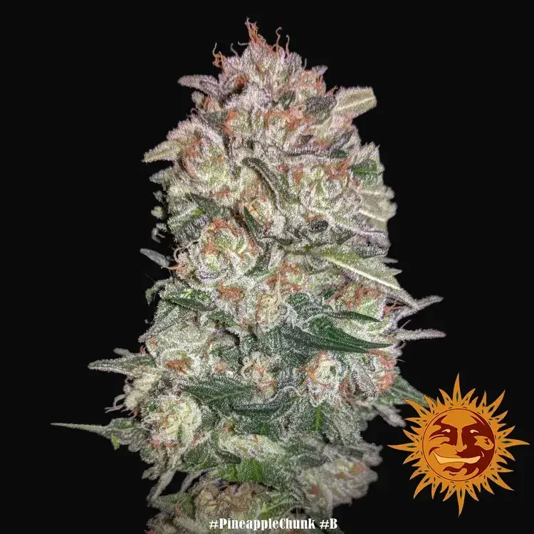 Pineapple Chunk — zdjęcie 3
