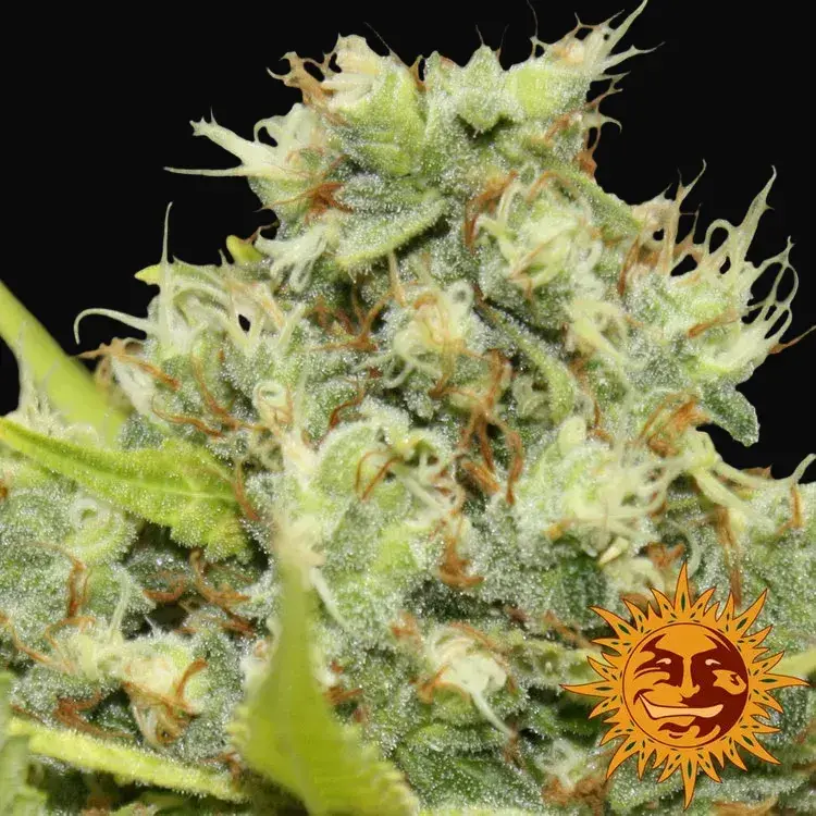 Pineapple Chunk — zdjęcie 4