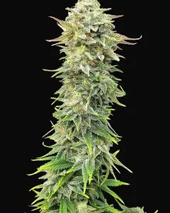 Pineapple Dream