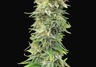 Pineapple Dream