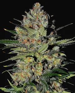 Pineapple Express 2 Auto