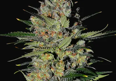 Pineapple Express 2 Auto