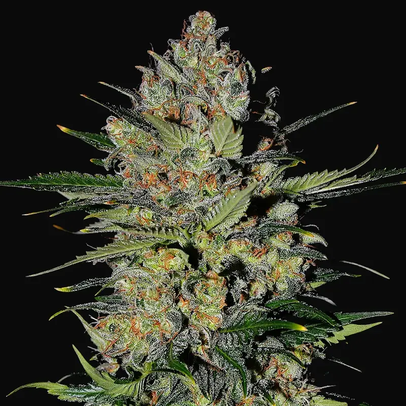 Pineapple Express 2 Auto
