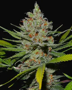 Pineapple Express 2