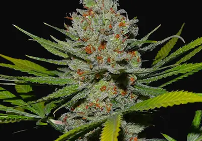 Pineapple Express 2
