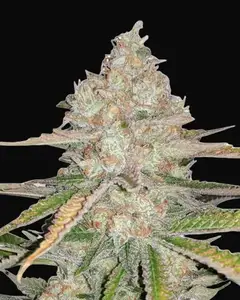 Pineapple Express Auto