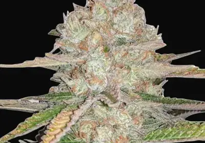 Pineapple Express Auto