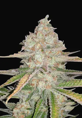Pineapple Express Auto