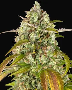 Pineapple Express Auto