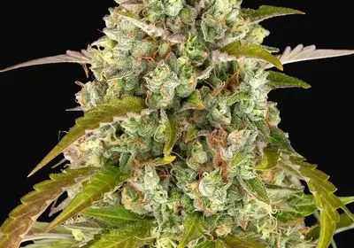 Pineapple Express Auto