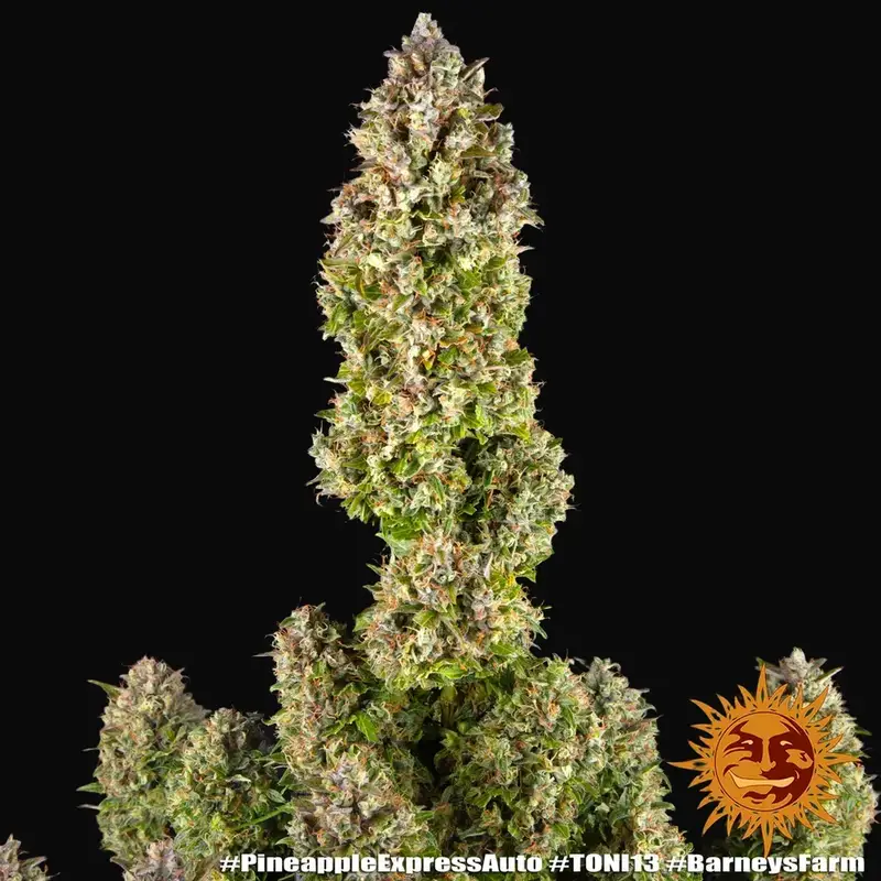 Pineapple Express Auto — zdjęcie 5
