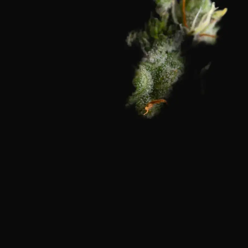 Pineapple Express Auto — zdjęcie 2