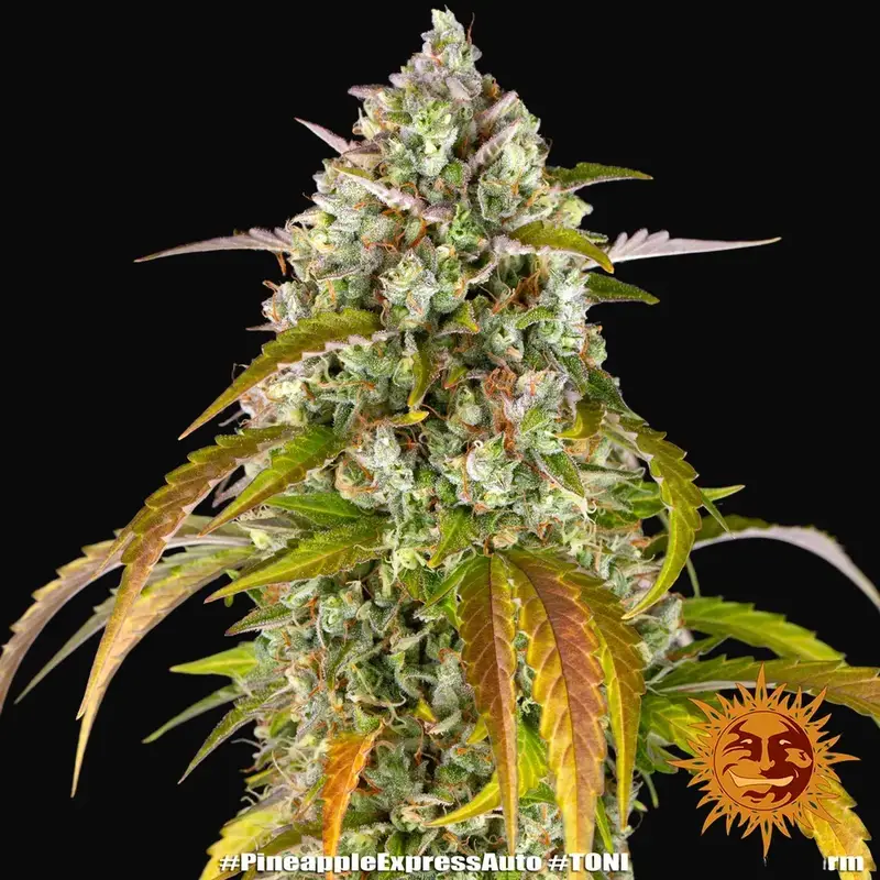 Pineapple Express Auto — zdjęcie 4