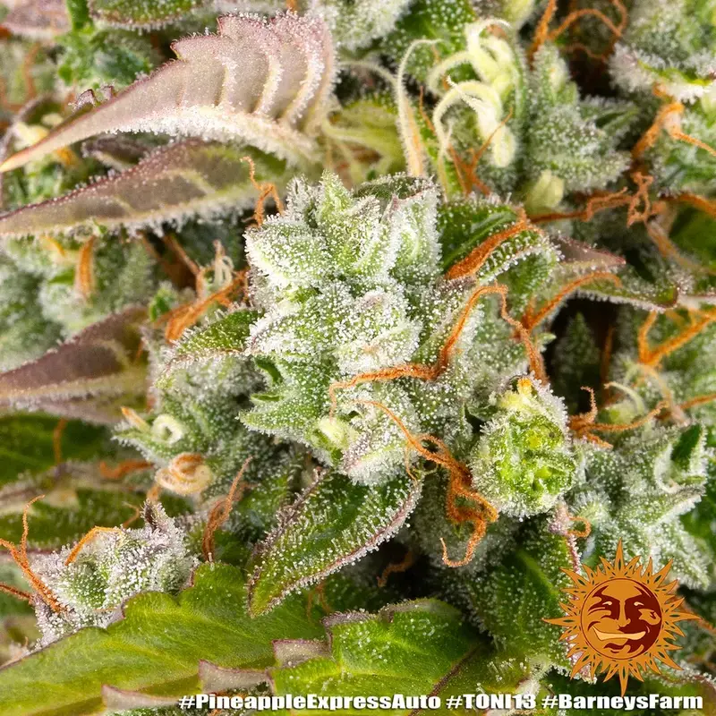Pineapple Express Auto — zdjęcie 3