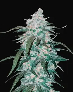Pineapple Express Auto