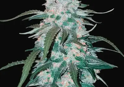 Pineapple Express Auto