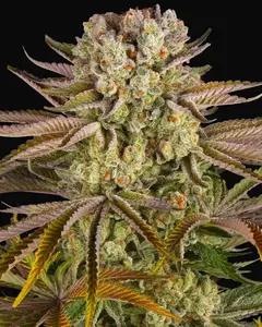 Pineapple Express