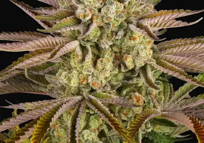 Pineapple Express