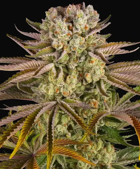 Pineapple Express