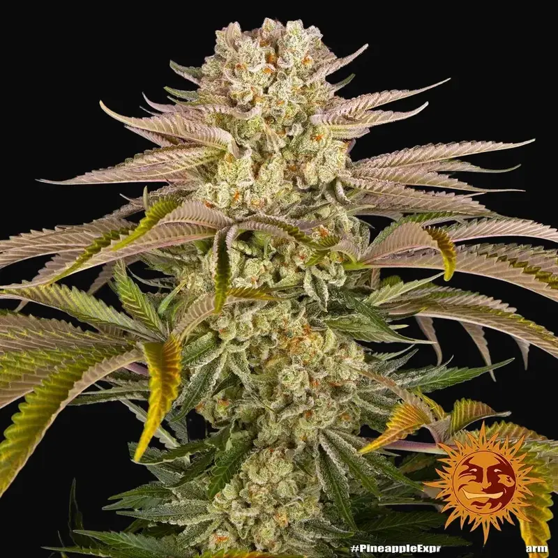 Pineapple Express — zdjęcie 2
