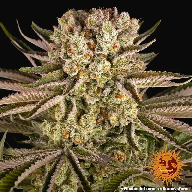 Pineapple Express — zdjęcie 5