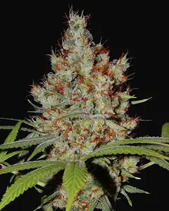 Pineapple Express