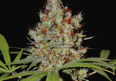 Pineapple Express